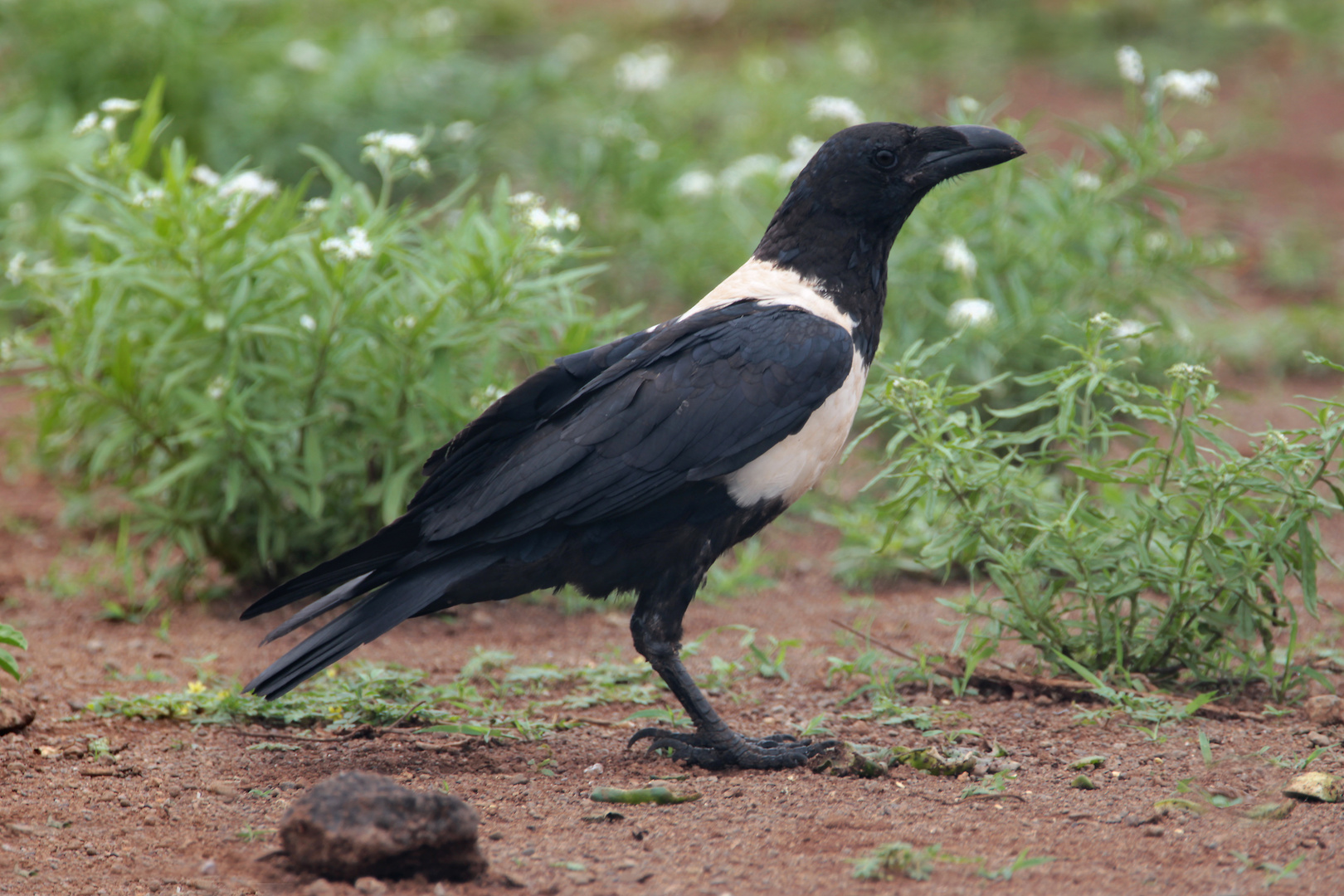 Schildrabe in Afrika