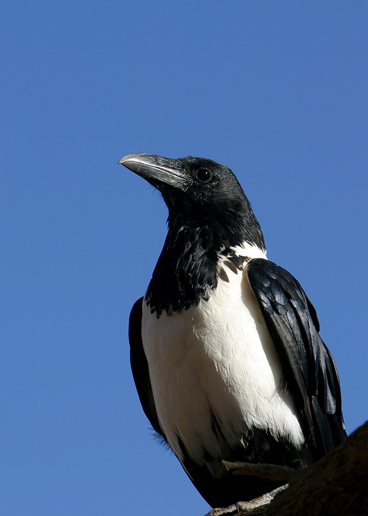 Schildrabe in der Namib