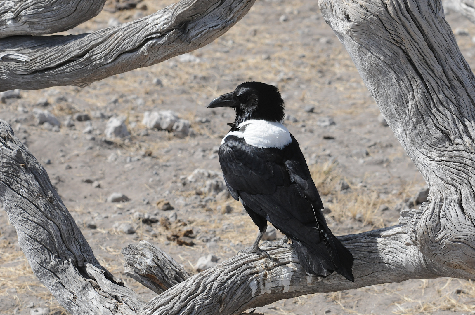 Schildrabe, Namibia