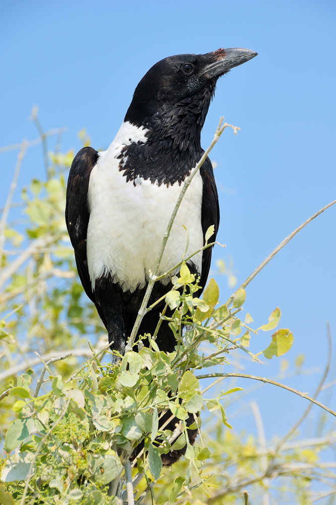 Schildrabe / Pied Crow (Corvus Albus)