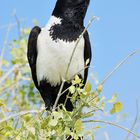 Schildrabe / Pied Crow (Corvus Albus)