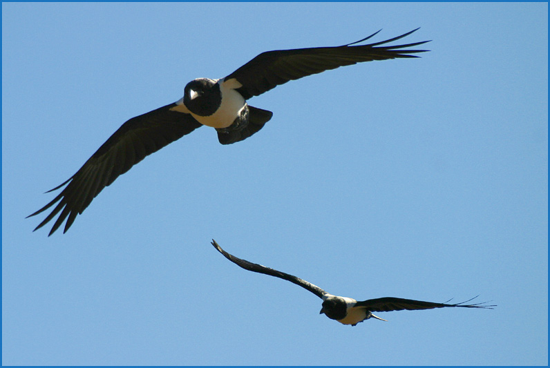 Schildraben - Corvus albus