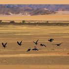 Schildraben Namib desert