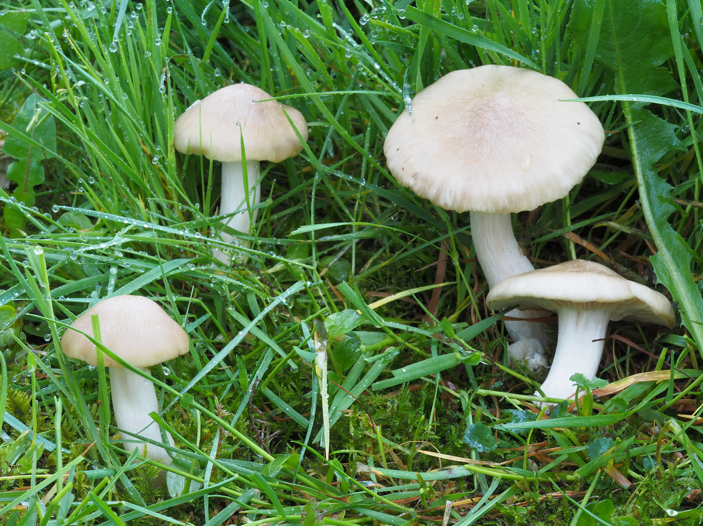 Schildrötling (Entoloma clypeatum)