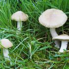 Schildrötling (Entoloma clypeatum)