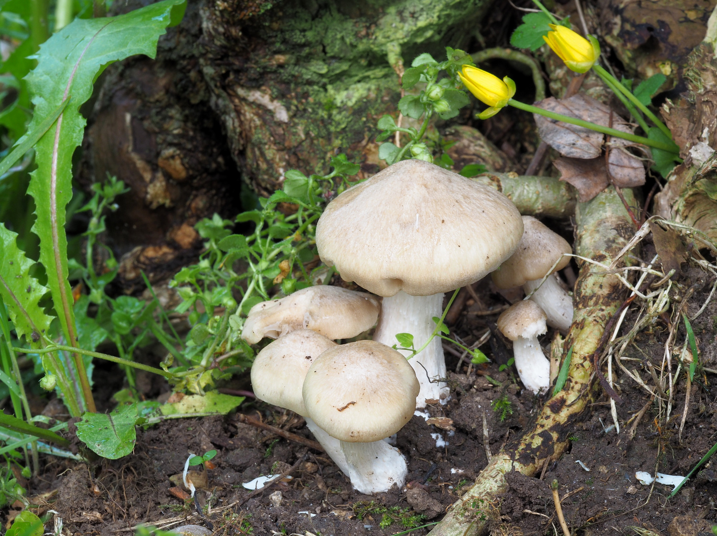 Schildrötlinge (Entoloma clypeatum) 