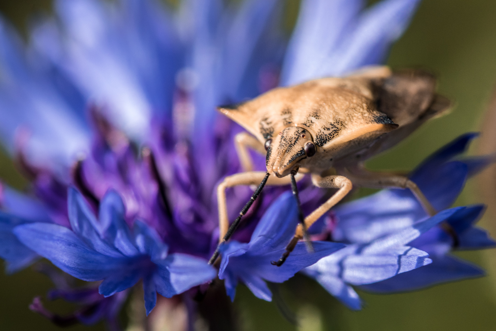 Schildwanze auf Kornblume