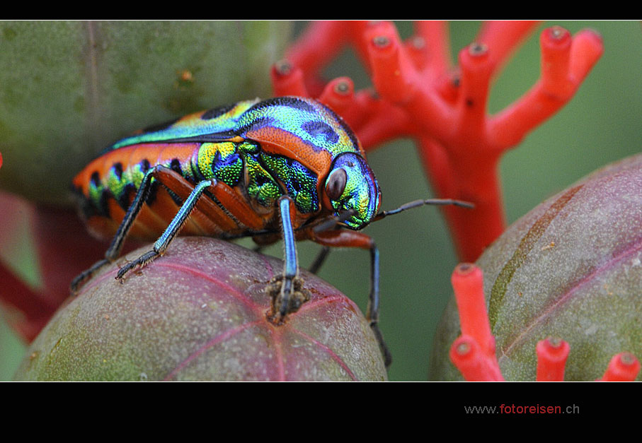 Schildwanze II Foto & Bild tiere, wildlife, insekten Bilder auf