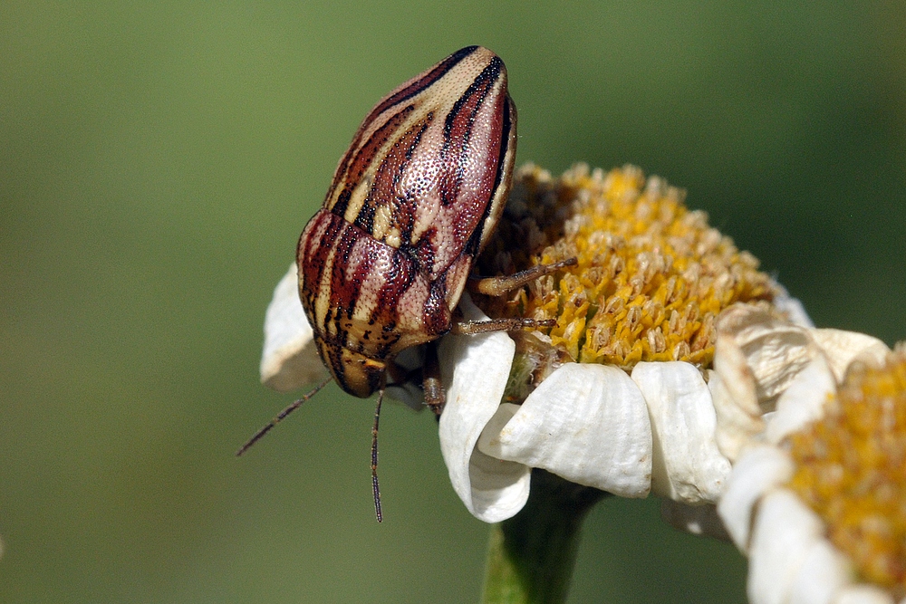 Schildwanze: Odontotarsus purpureolineatus