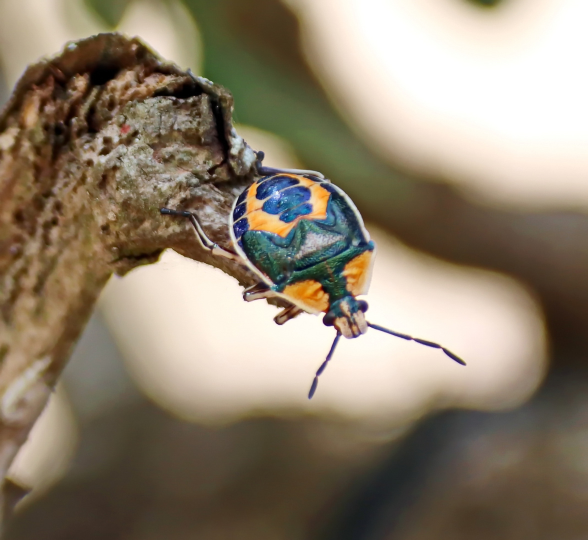 Schildwanzen (Scutelleridae)