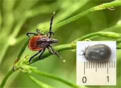 Schildzecke, oder gemeiner Holzbock (Ixodes ricinus)