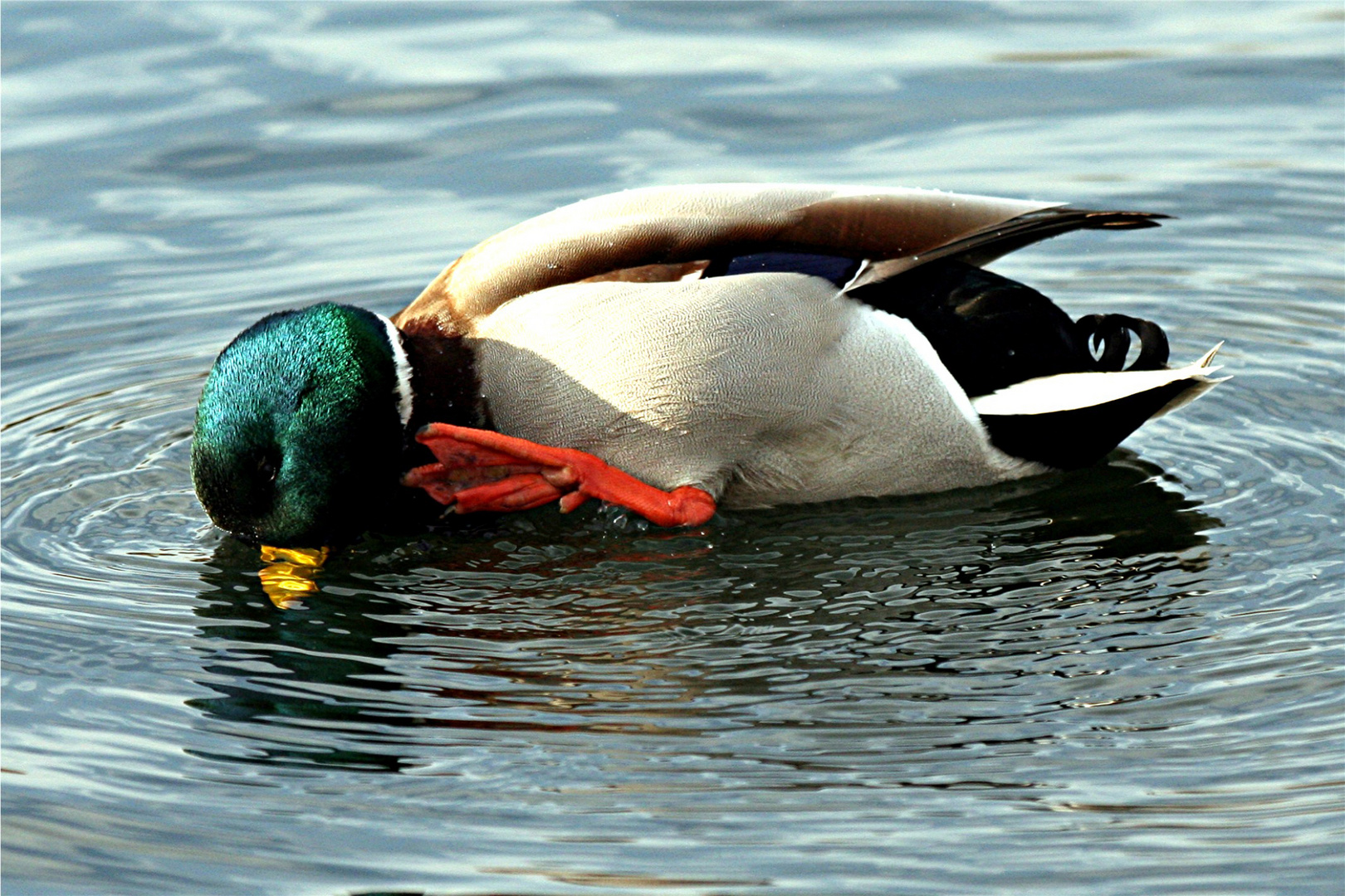 Schilernder Vogel