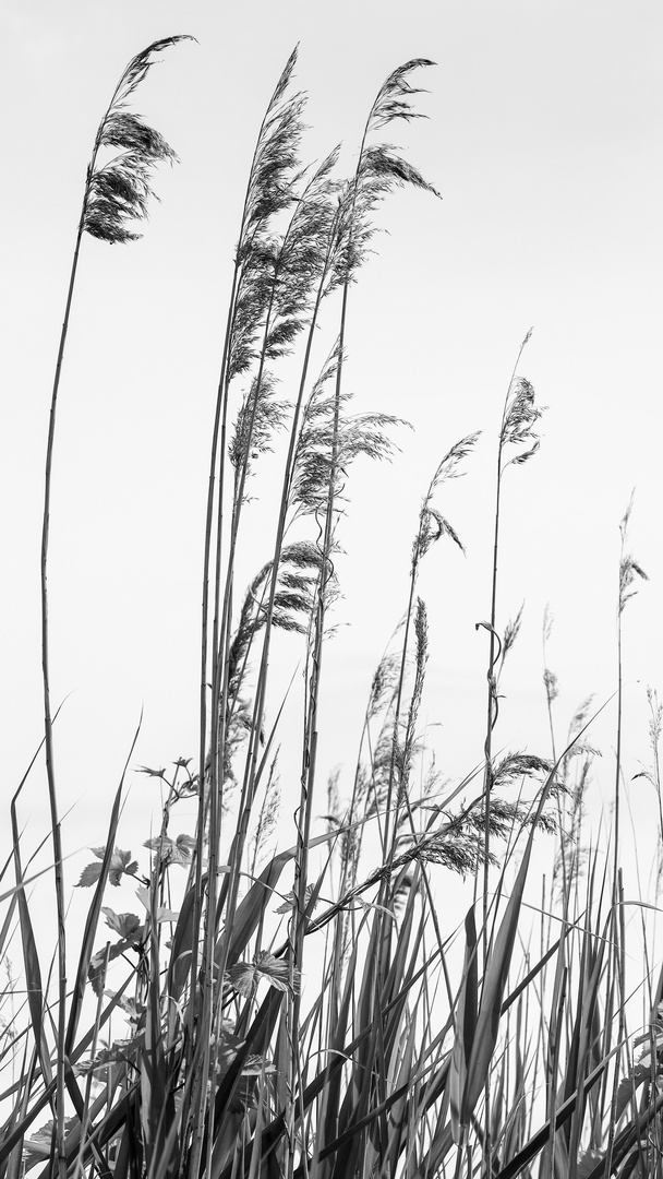 Schilf Foto & Bild pflanzen, pilze & flechten, landschaft, meer