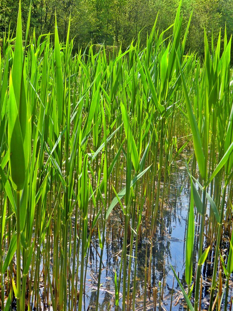Schilf Foto & Bild landschaft, bach, fluss & see, see, teich & tümpel