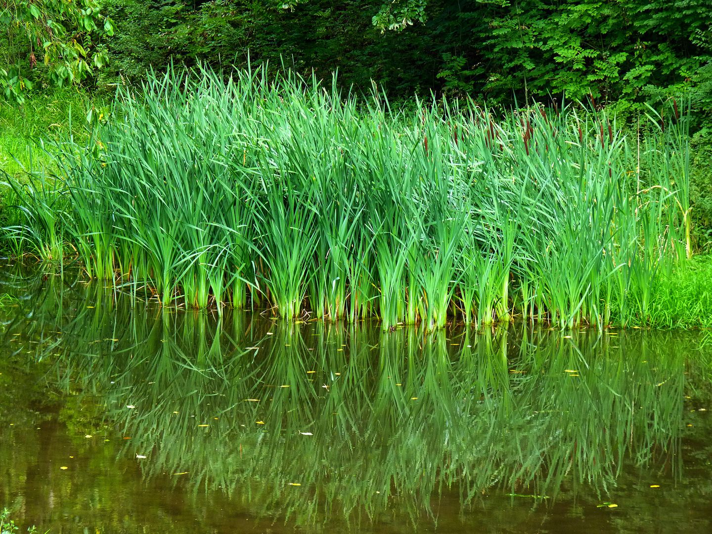SCHILF Foto & Bild pflanzen, pilze & flechten, reisen & natur, schilf