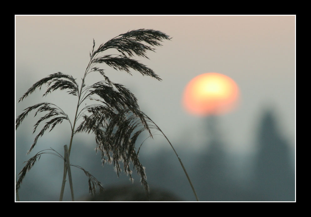 Schilf am Abend