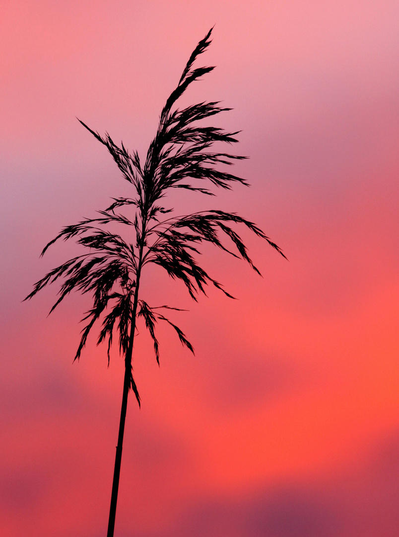 Schilf am Abendhimmel