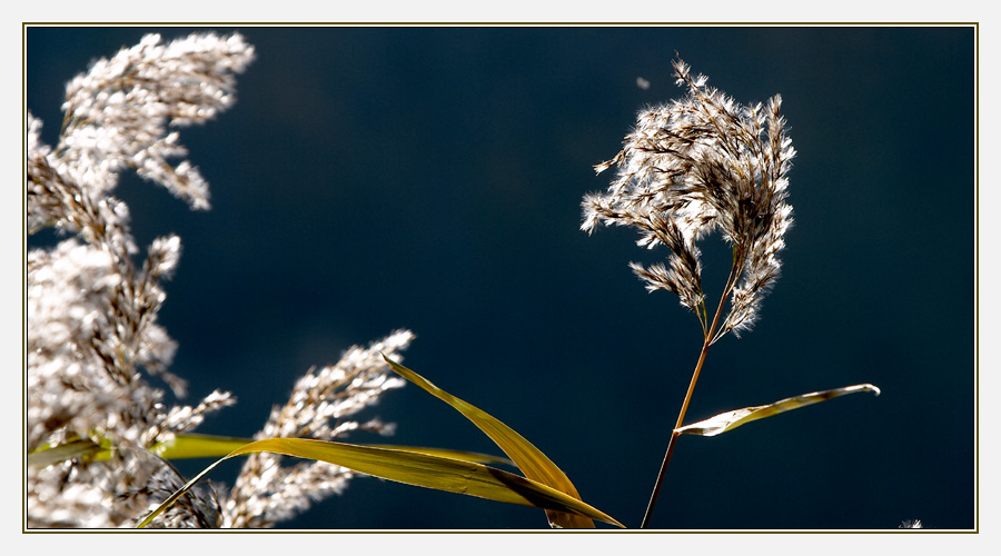 Schilf am Bleichsee