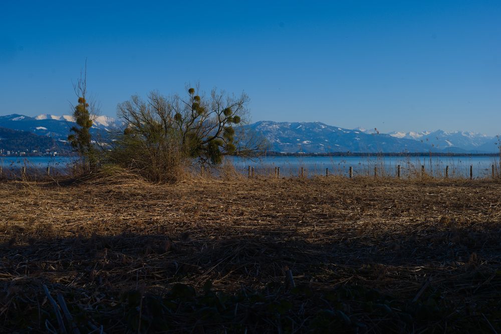 Schilf am Bodensee