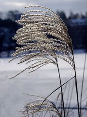 Schilf am Burgsee in Bad Salzungen