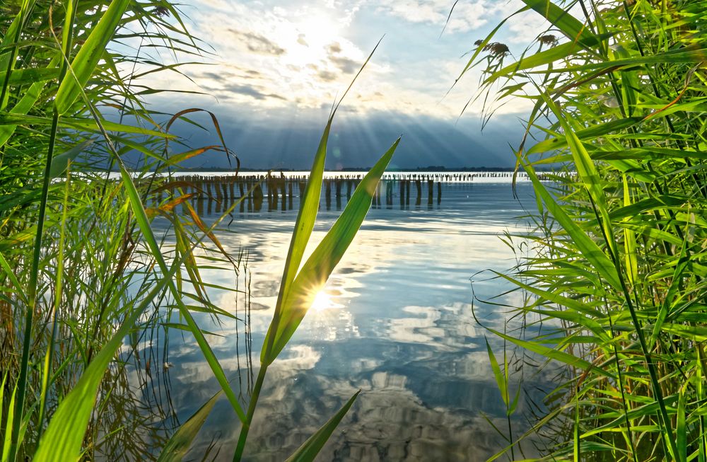 Schilf am Dümmersee