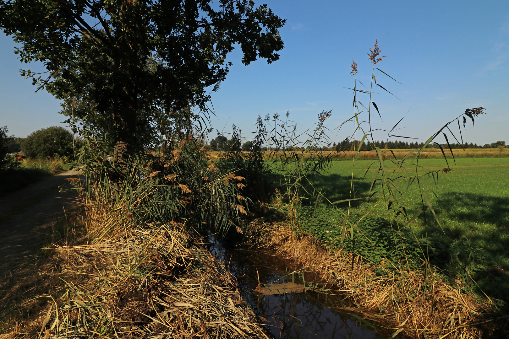 Schilf am Feldgraben