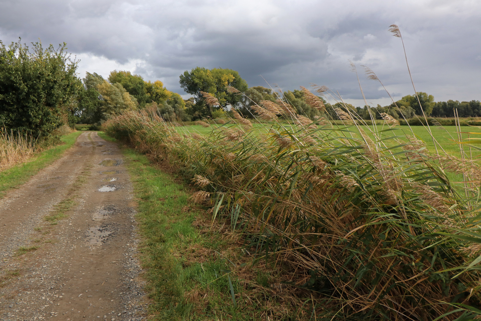 Schilf am Feldweg