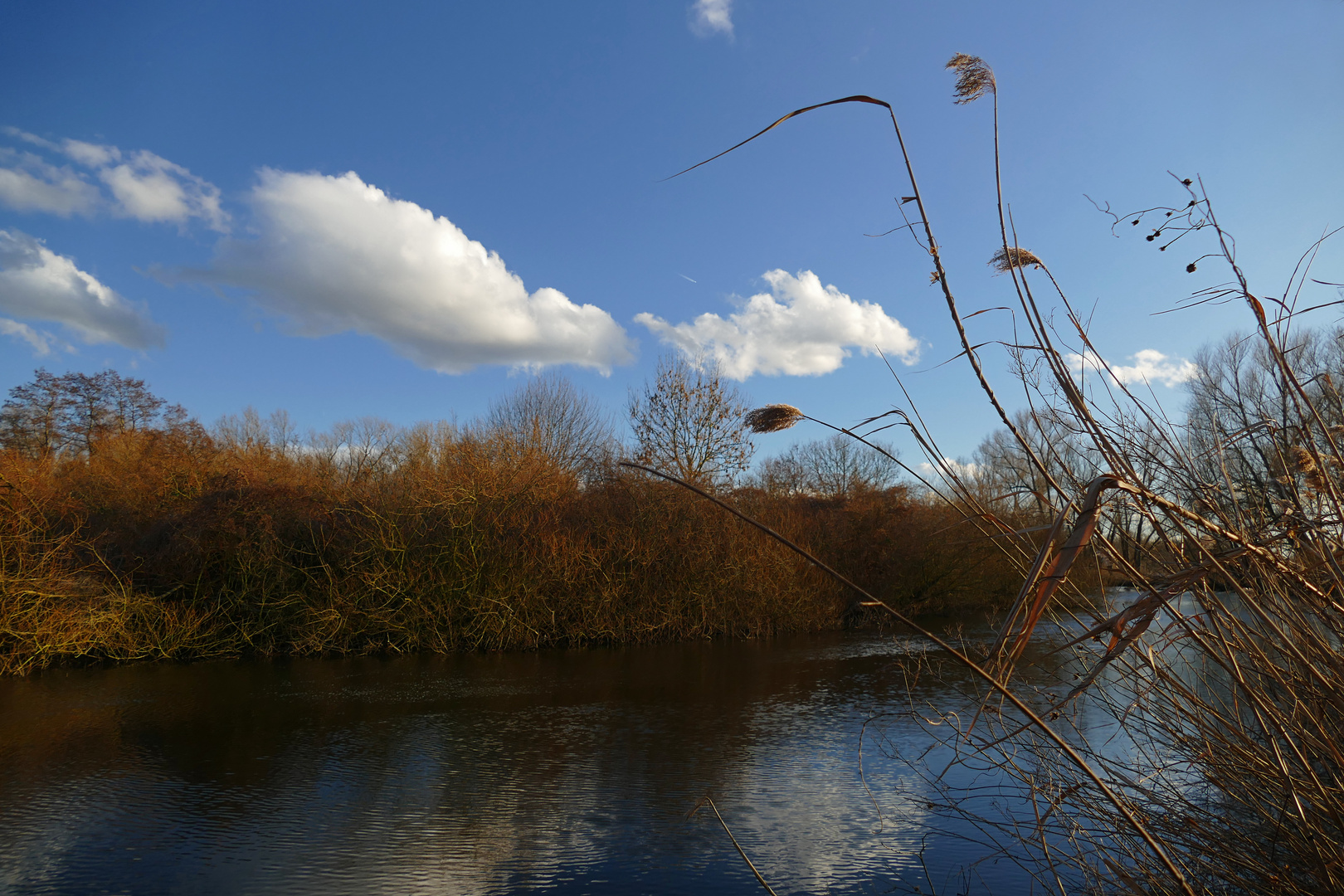 Schilf am Flussufer