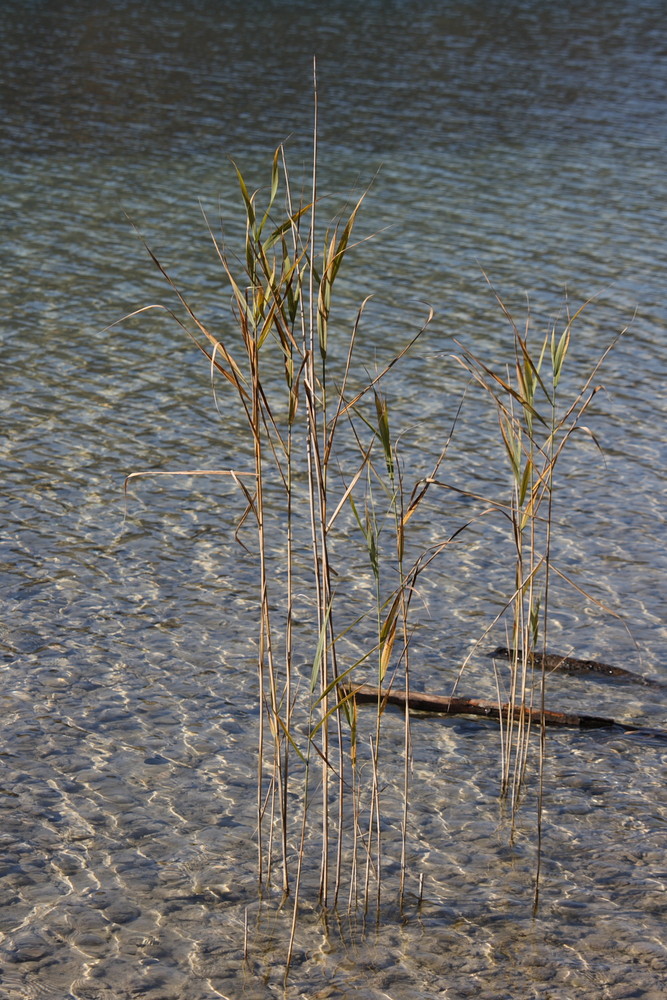 Schilf am Fuschlsee