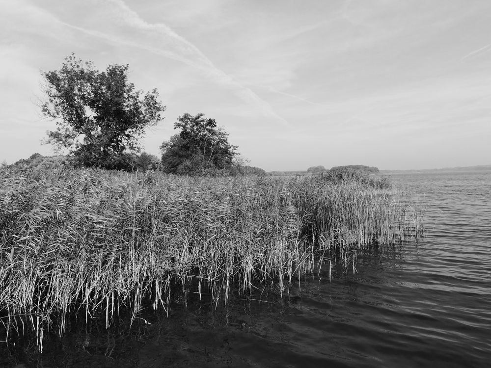 Schilf am Hemmelsdorfer See