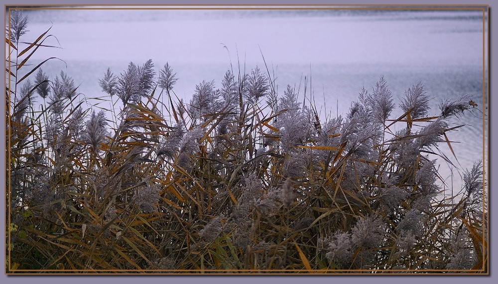 Schilf am herbstlichen See