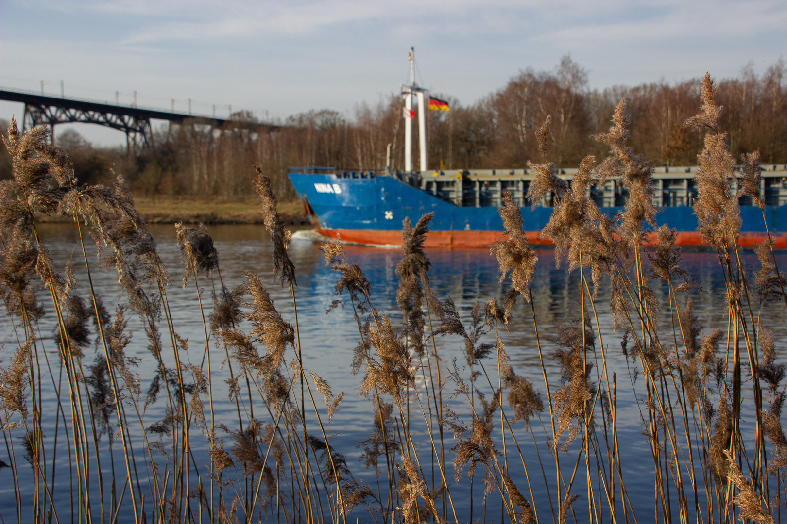 Schilf am Kanal