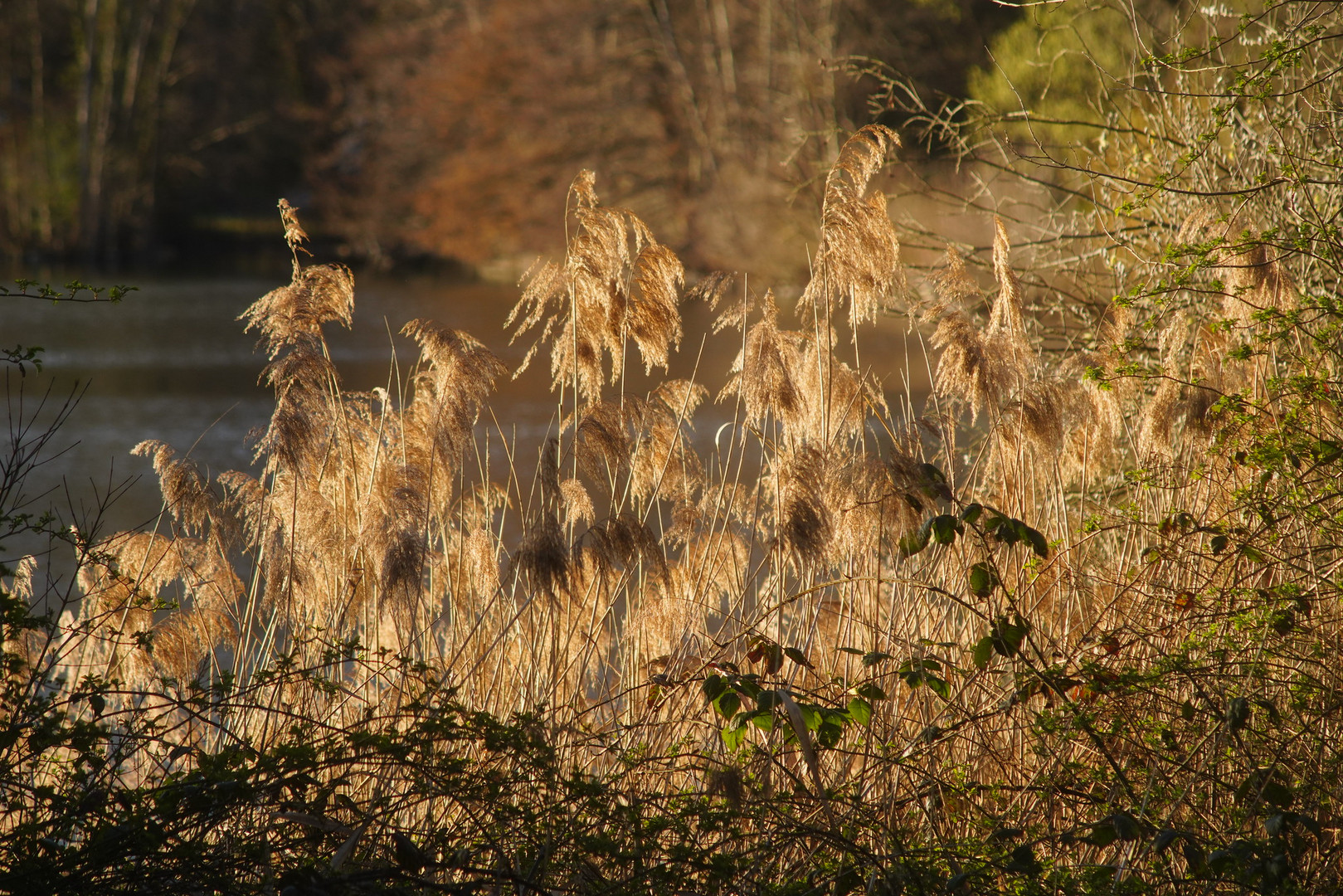 Schilf am Moosweiher