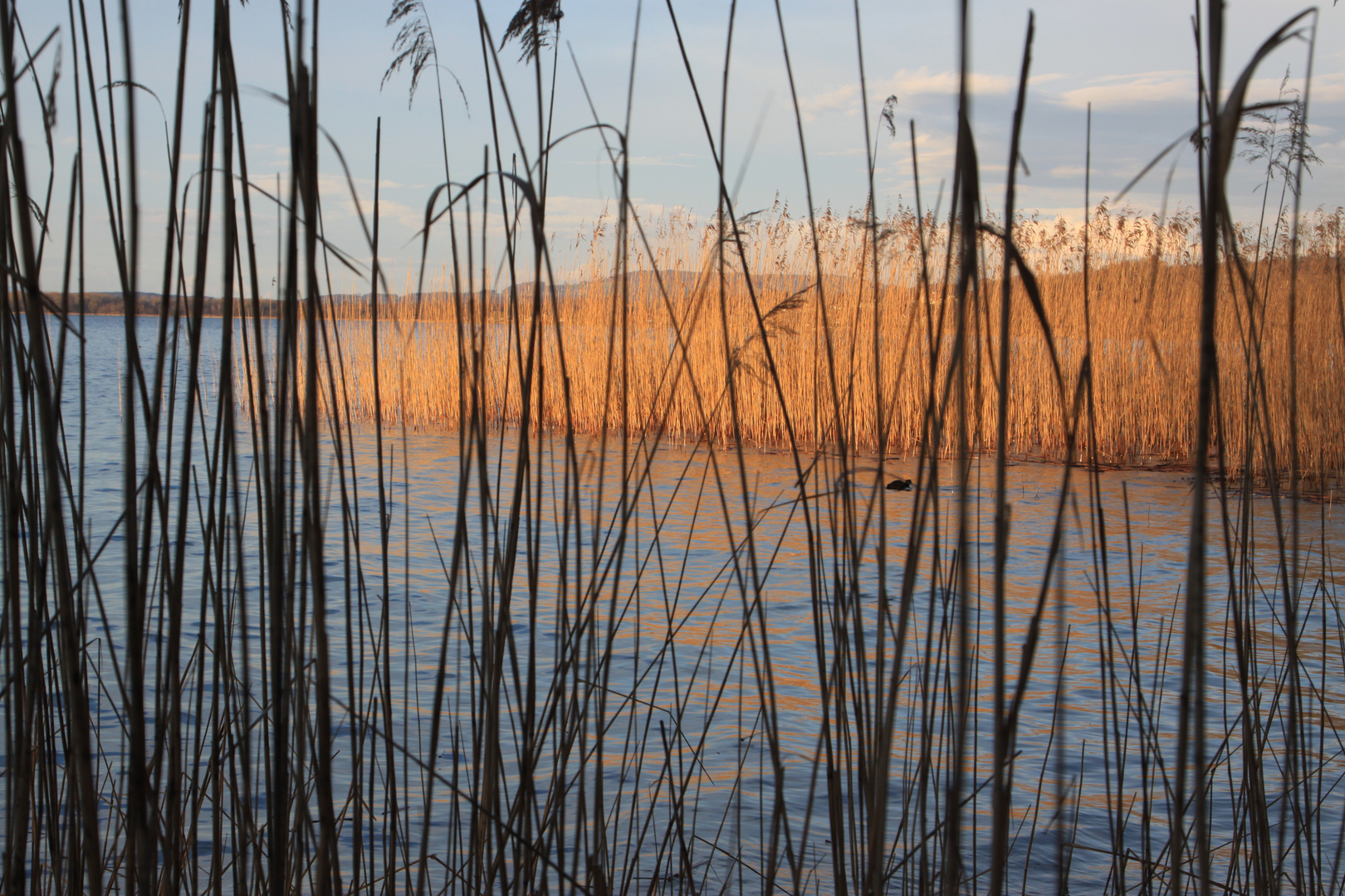 Schilf am Murtensee