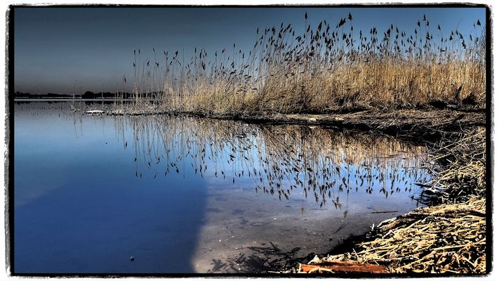 Schilf am Neu Fahrländer See