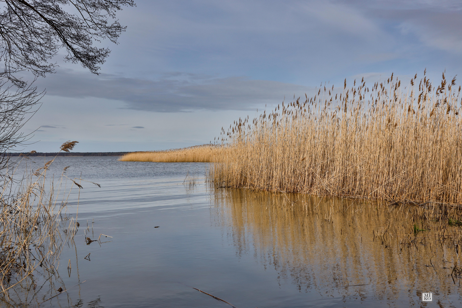 Schilf am Osten Meer