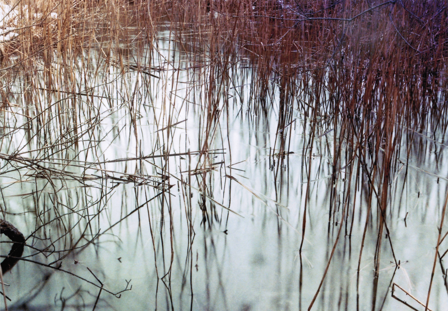 Schilf am Ostersee