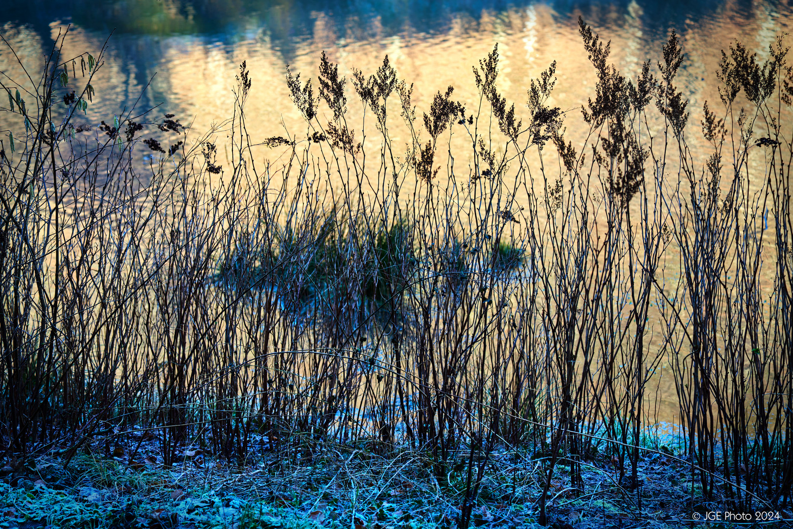 Schilf am Schwanenweiher bei Bad Bergzabern