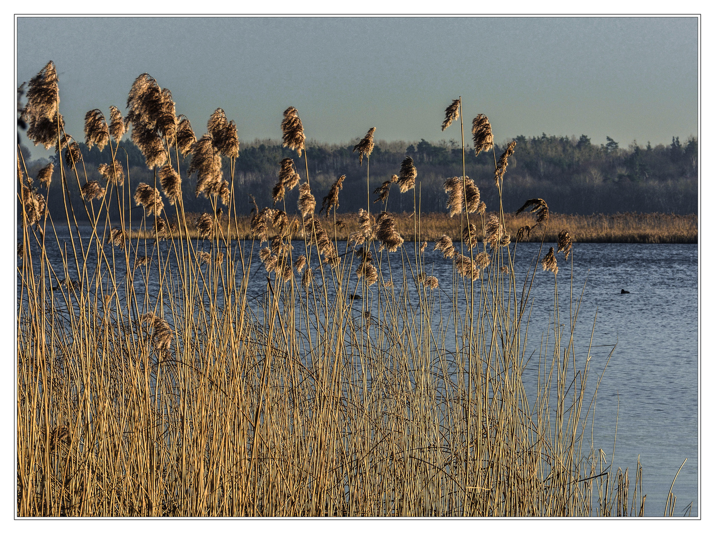 Schilf am See