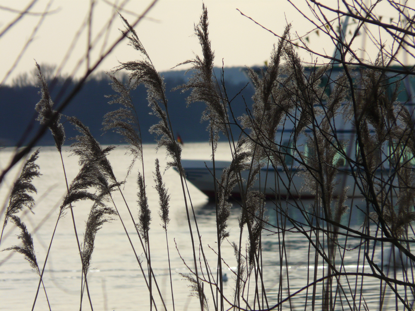 Schilf am See