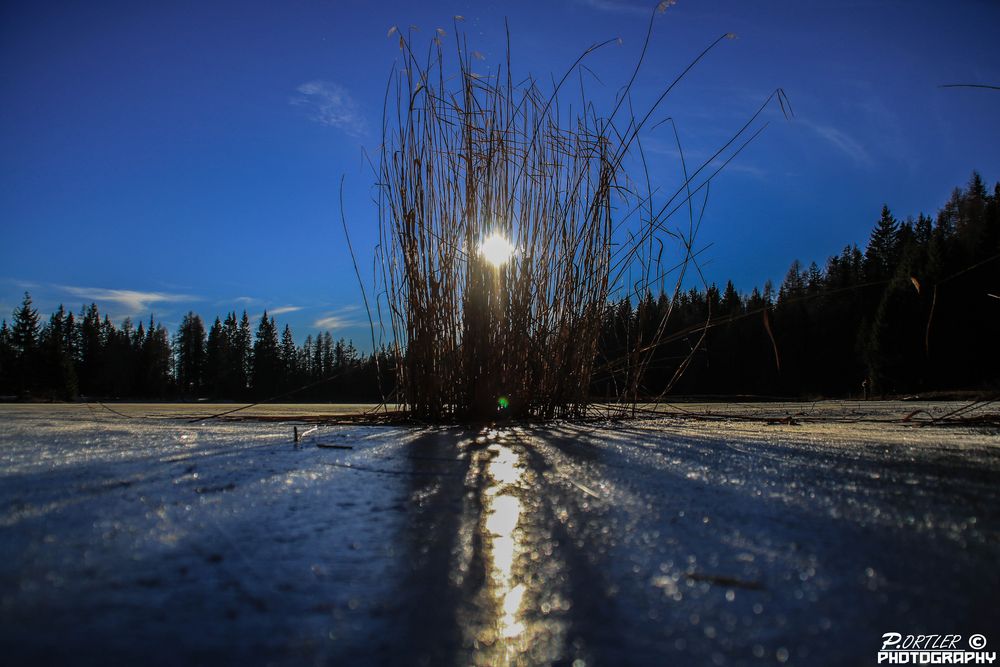 Schilf am See Foto & Bild landschaft, bach, fluss & see, see, teich