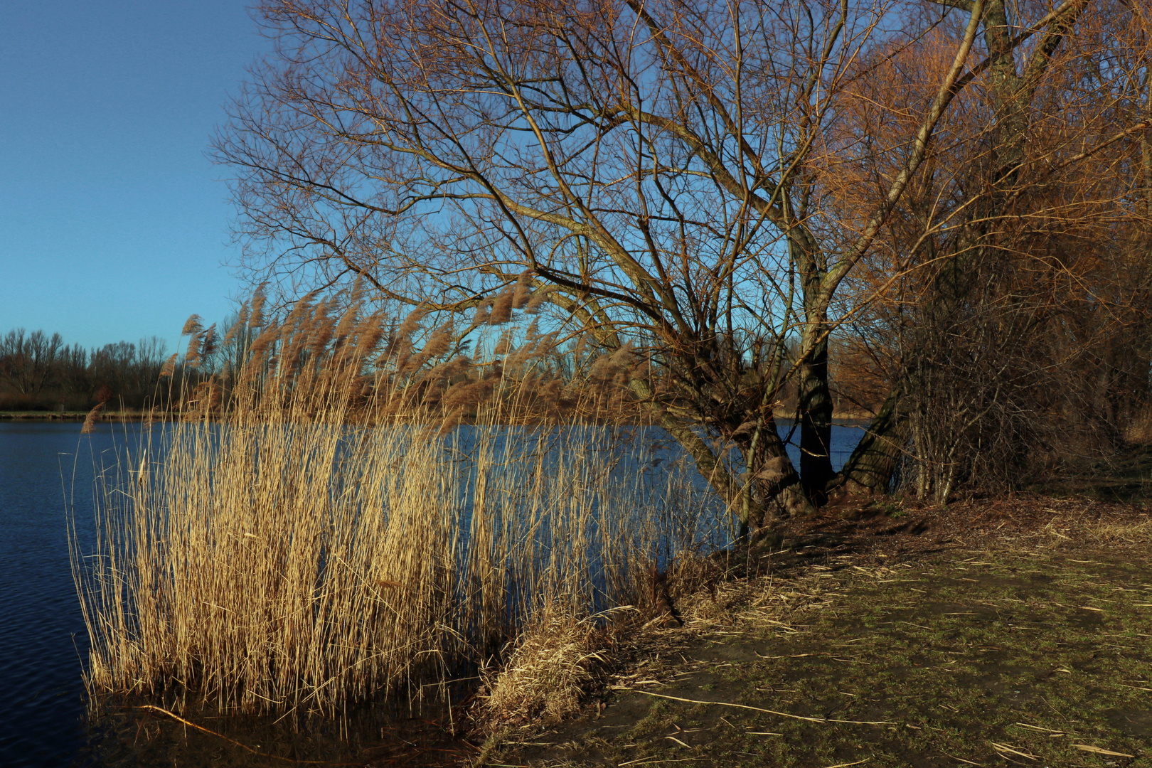 Schilf am See