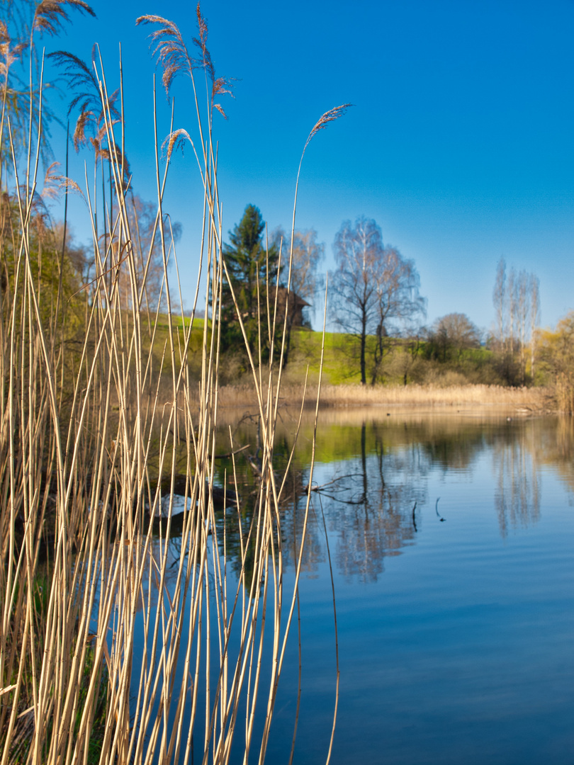 Schilf am See