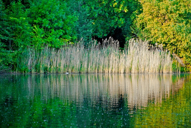 schilf am See