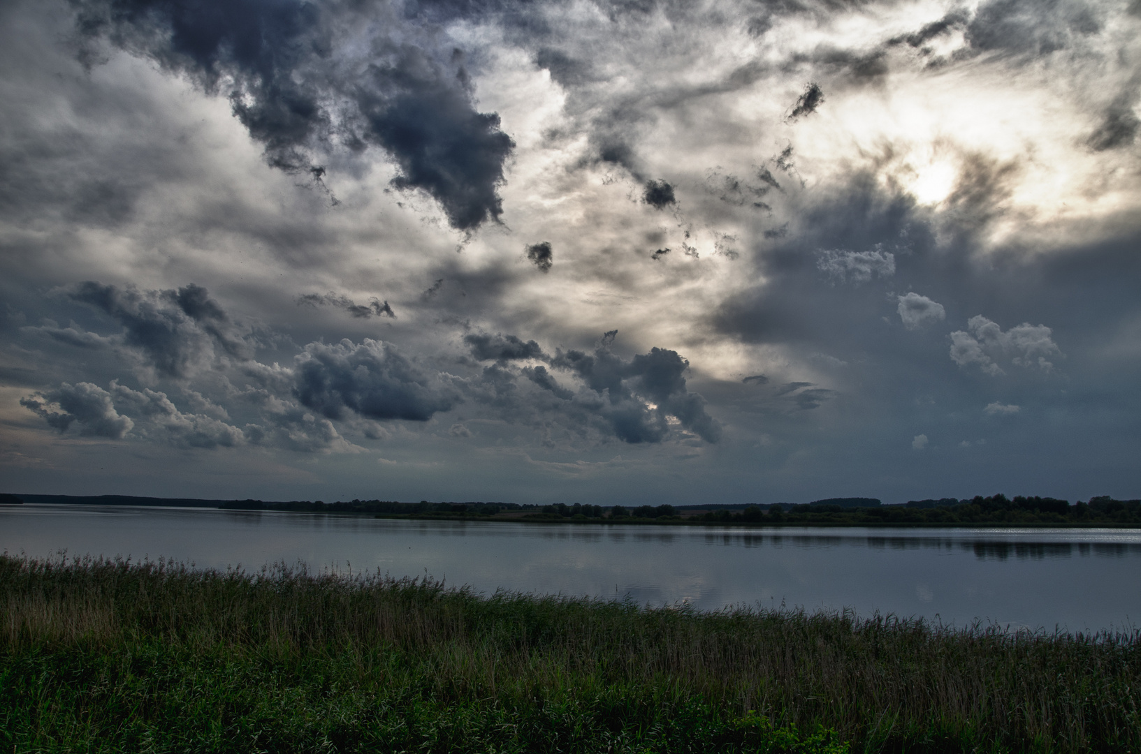 Schilf am See