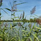  schilf am seerand / reeds at the edge of the lake / 2019-21