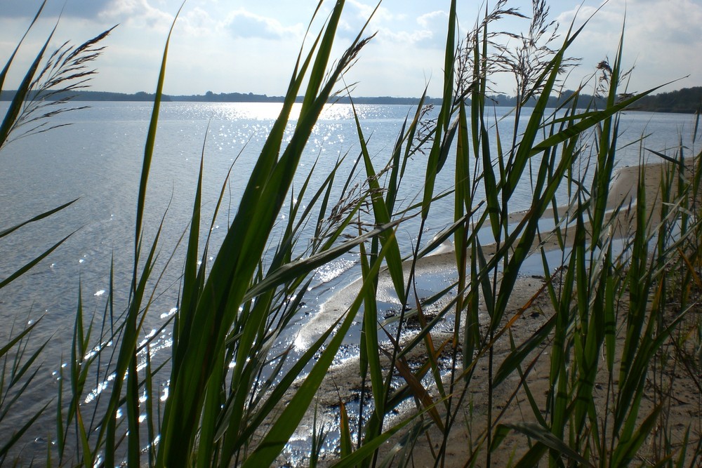 Schilf am Senftenberger See