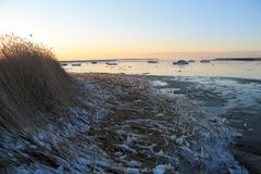 Schilf am Steiner Strand