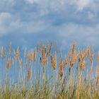 Schilf am Strand