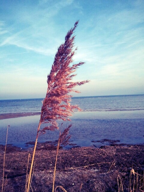 Schilf am Strand in Wampen